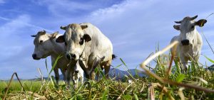 L’origine storica del termine “Fassone”