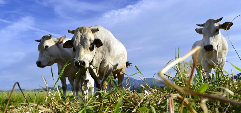 L’origine storica del termine “Fassone”