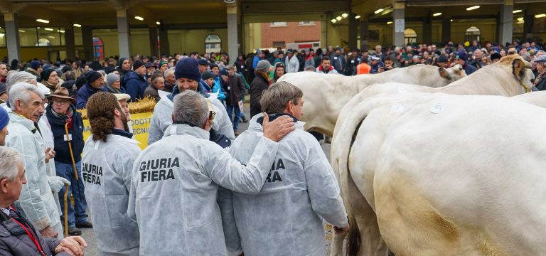 Le Fiere del Bue Grasso Piemontese 2018 a un mese di distanza
