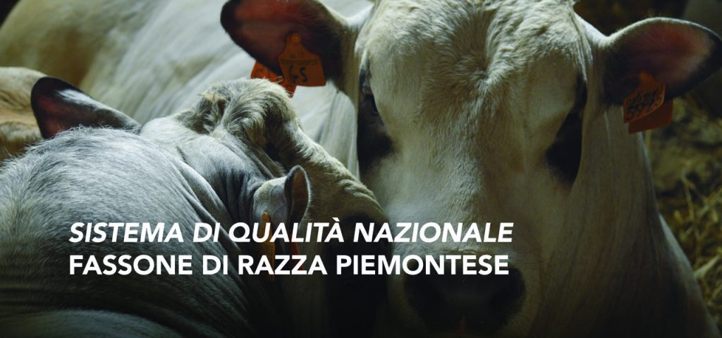 SQNZ Fassone di Razza Piemontese