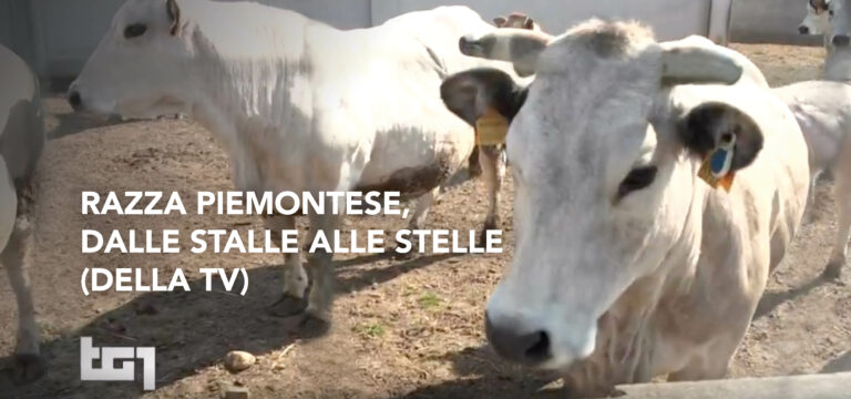 Razza Piemontese, dalle stalle alle stelle (della TV)