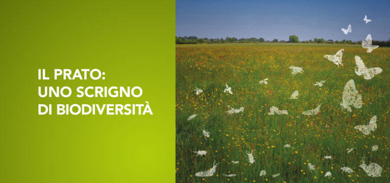 Il prato: uno scrigno di biodiversità