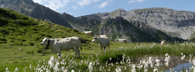 Innovazione nell’allevamento di Razza Piemontese – 3 Dicembre 2025